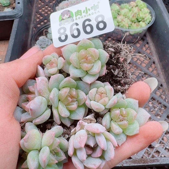 多肉植物多肉植物