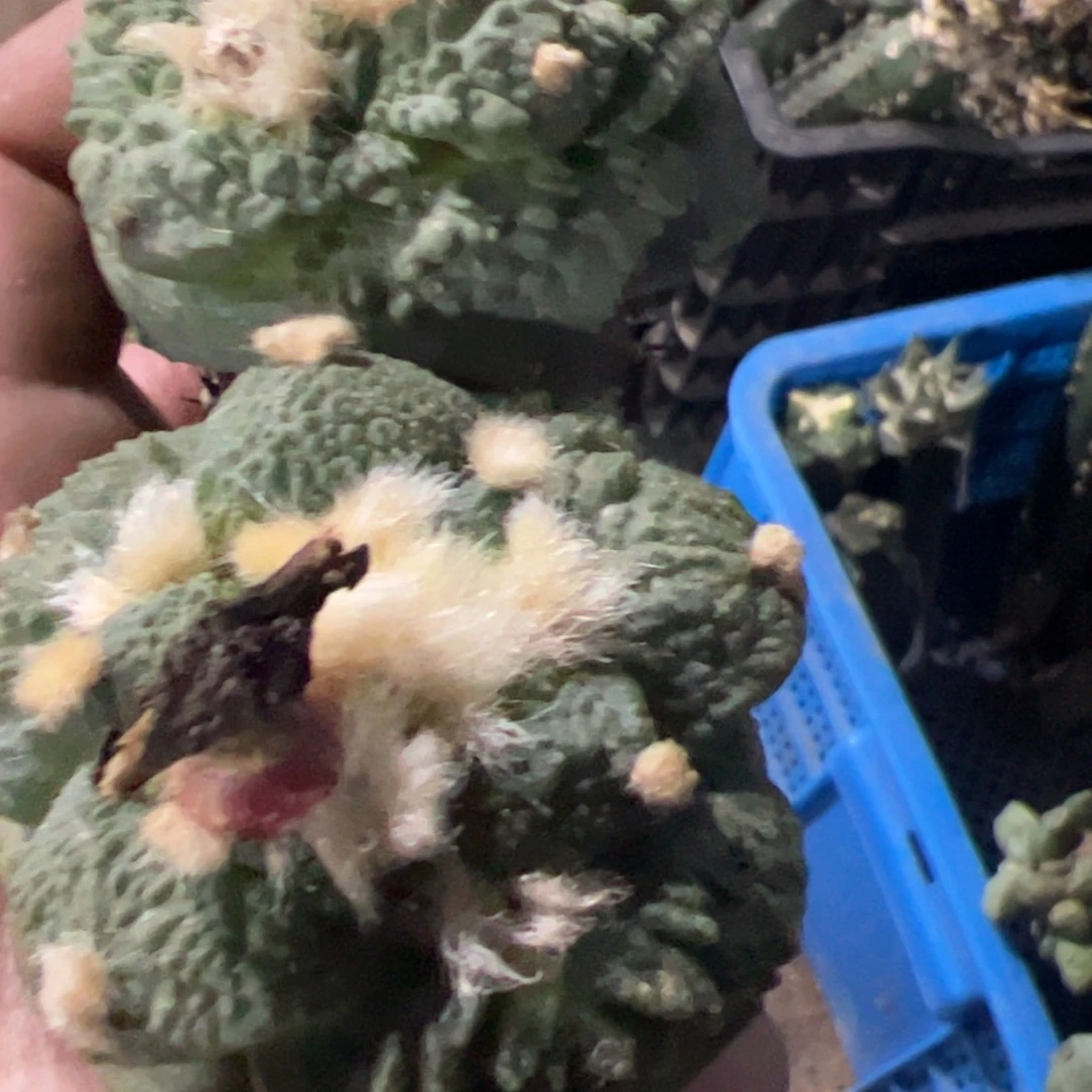 追***肉两颗大尤哥斯拉牡丹094.095