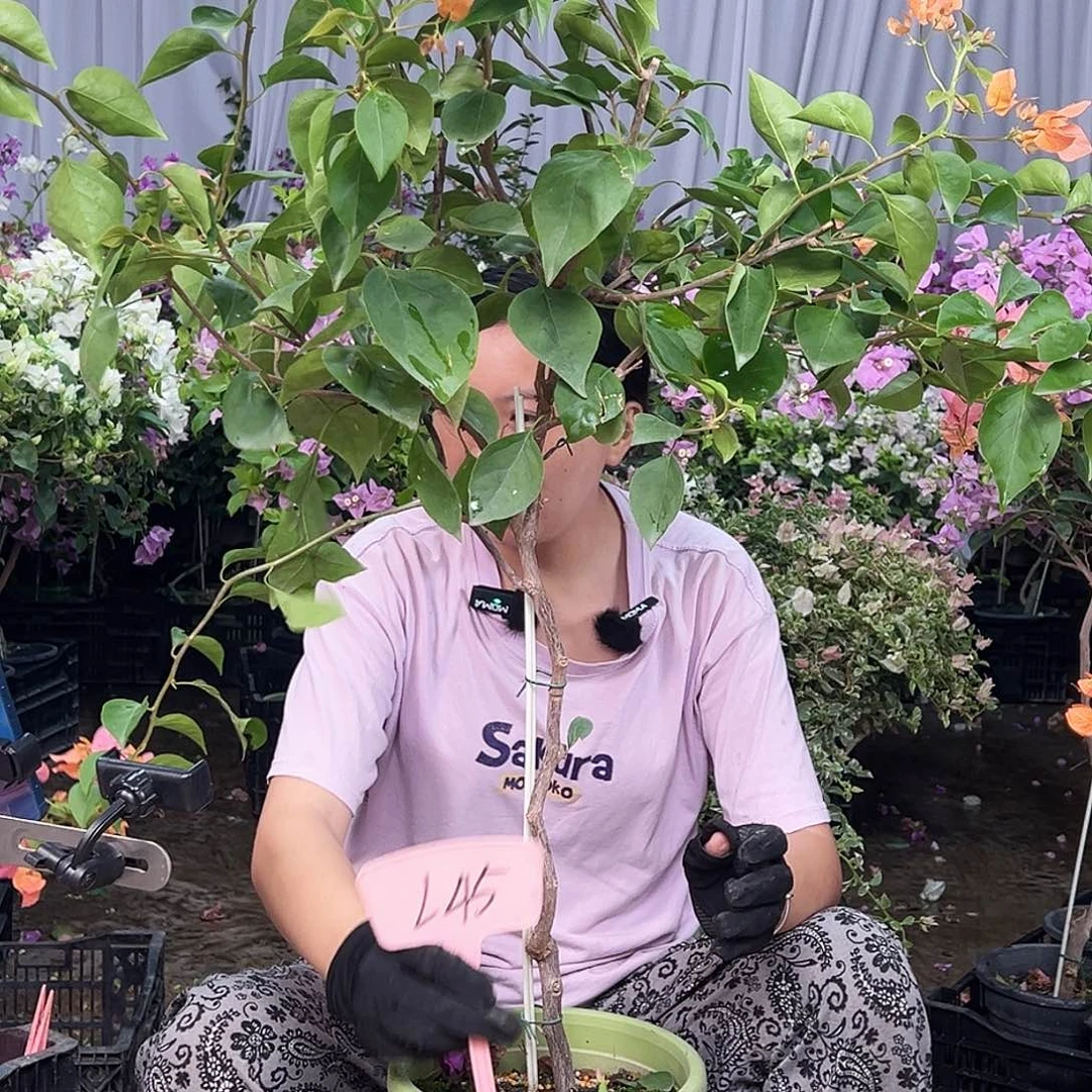 艾***^大部分花苞少量开放L45波妹