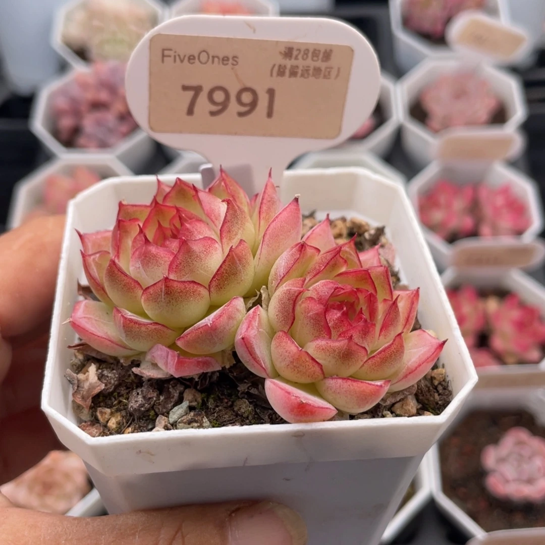 女王7991-6.0厘米