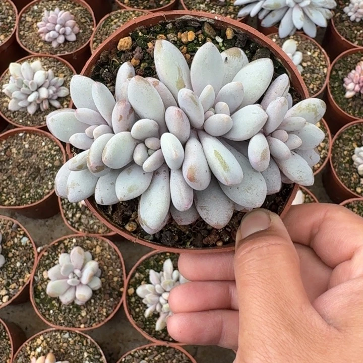 橙龙 群生  一物一拍