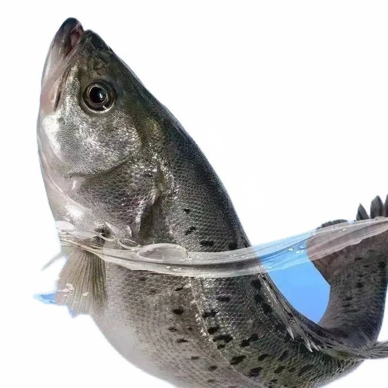 【精品海鲈鱼500-600/条】高蛋白高营养补脑鱼，保证鲜活现宰杀.不需要杀的可备注