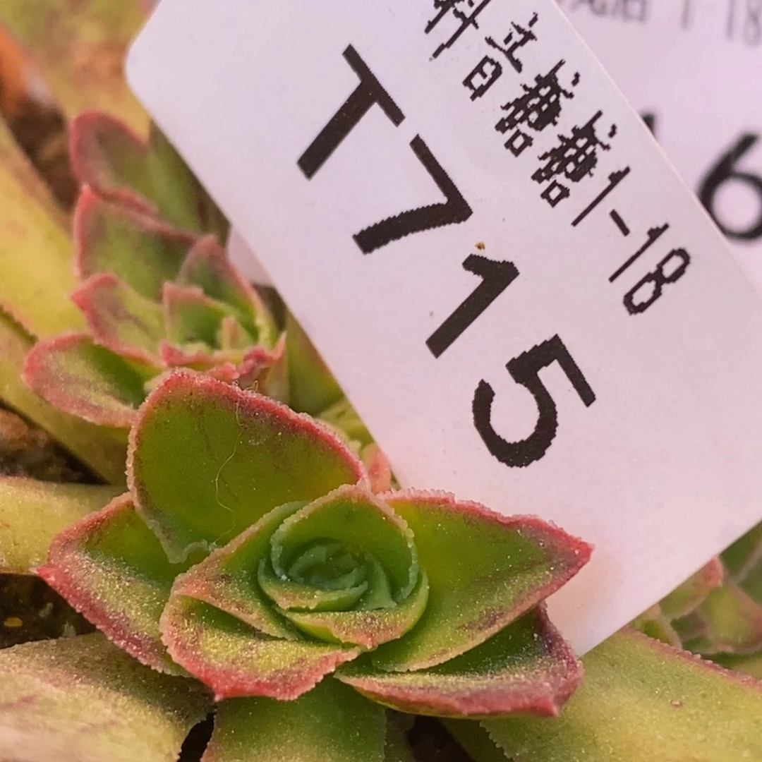 亲*、毛xC侧芽 t715