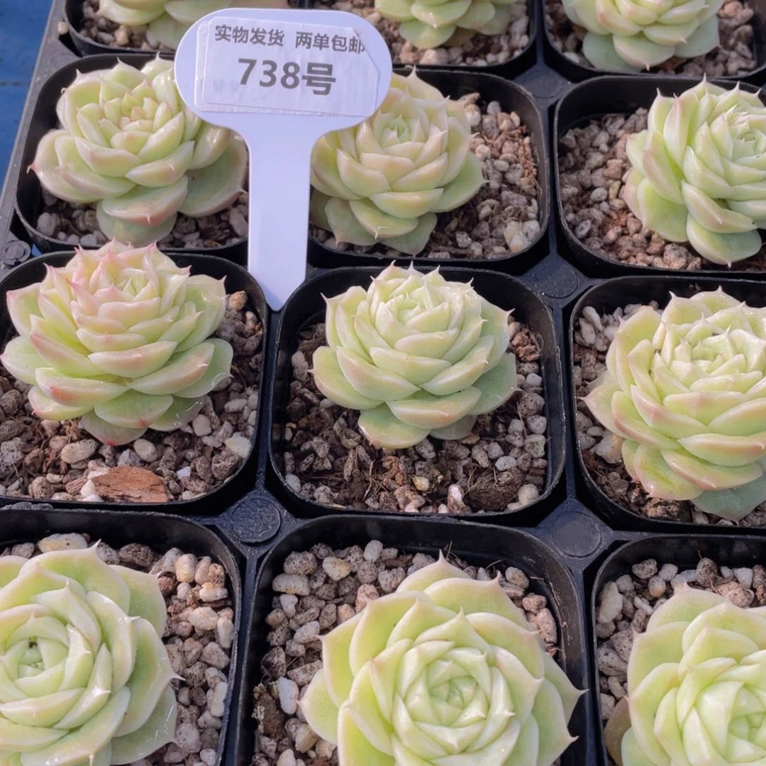 738号玫瑰花麦秆单头一个