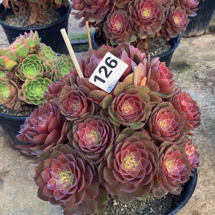 亲****126桃花石。