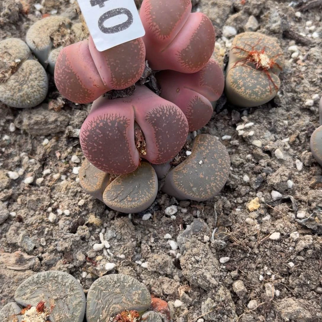 丶***卉生石花一物一拍140