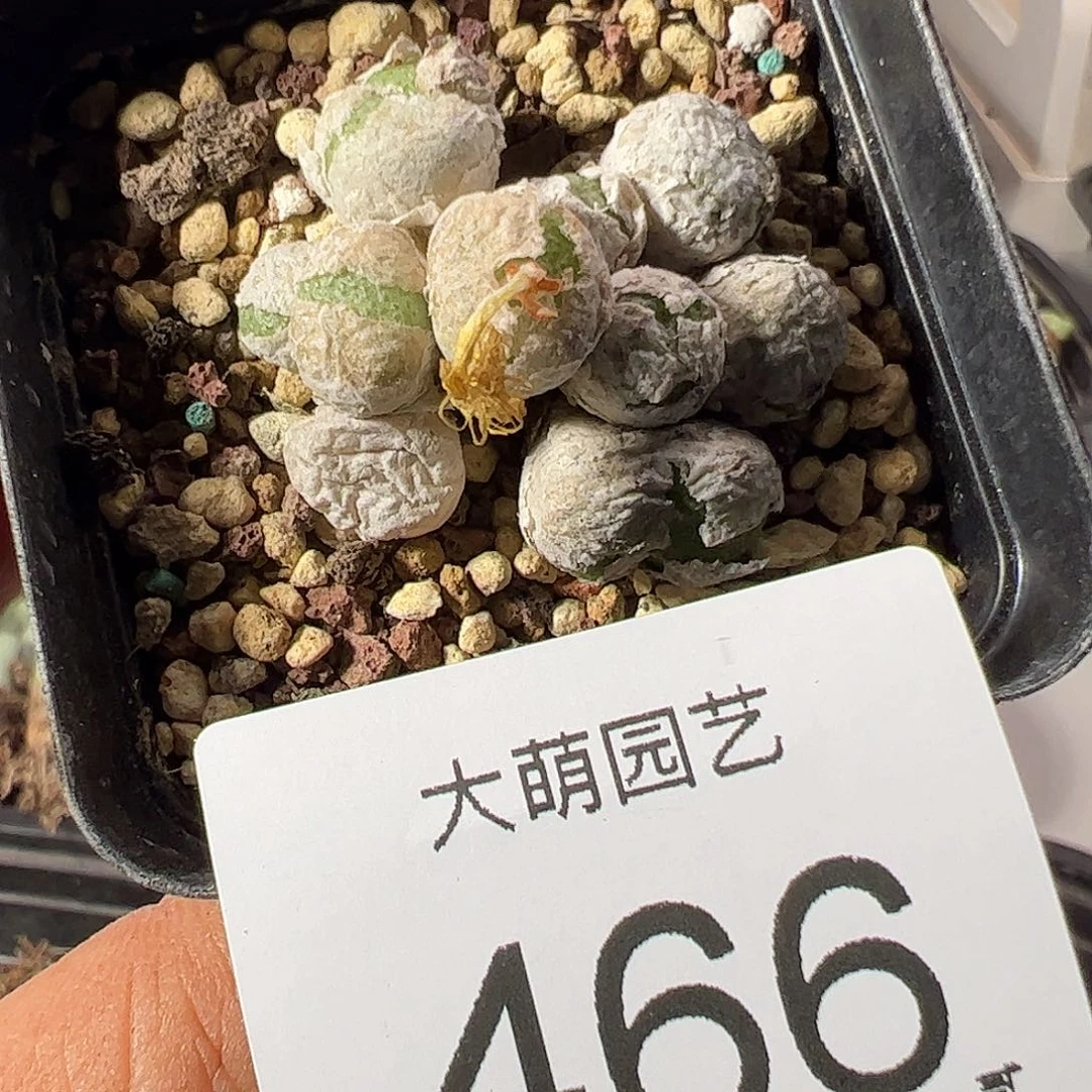 一物一拍脱土发。 466