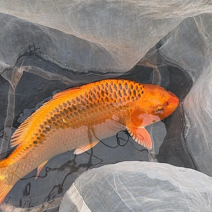 海水鱼赤目芒果金松叶