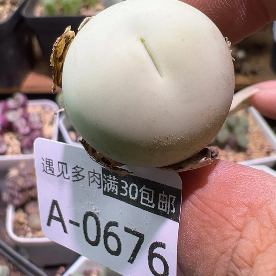 肉植物111多种111