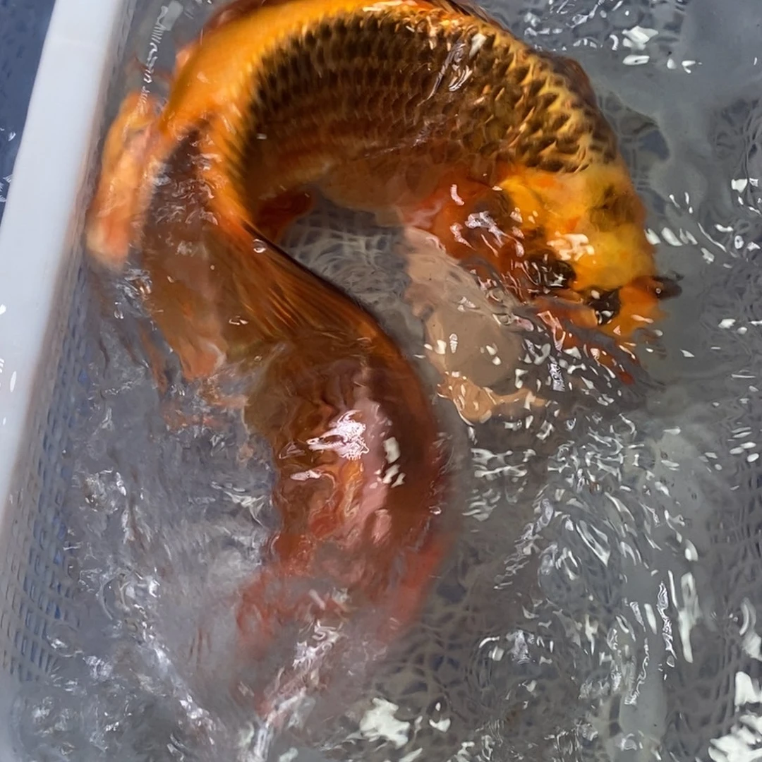 锦鲤冷水锦鲤包邮