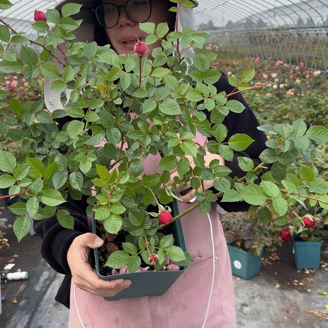 初见1.5加仑扦插苗