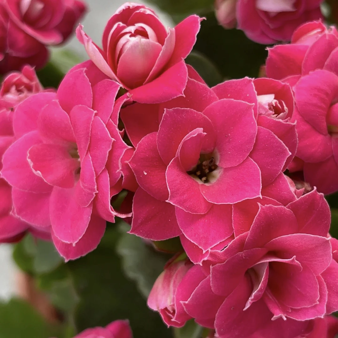 【大花粉妍】重瓣大花长寿花好养美观盆栽