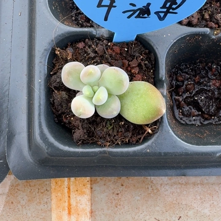 牛油果 叶插  一物一拍