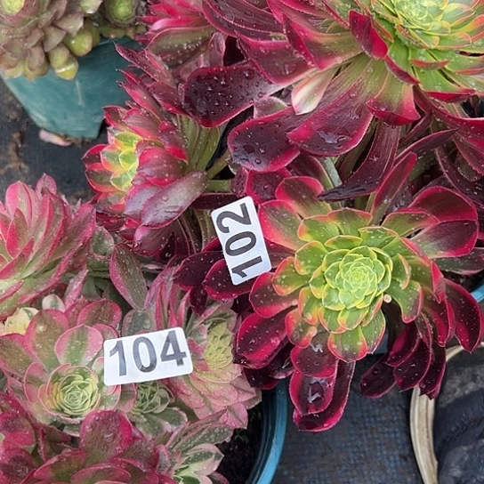 小*，多肉植物两个