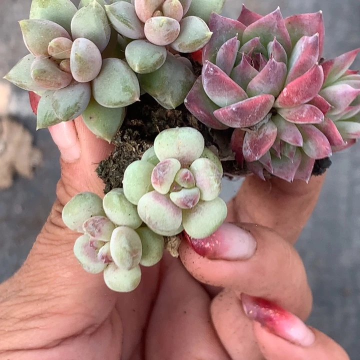 象牙双头  樱桃双头 吉娃娃双头  （满9.99包邮不满9.99法叶子）