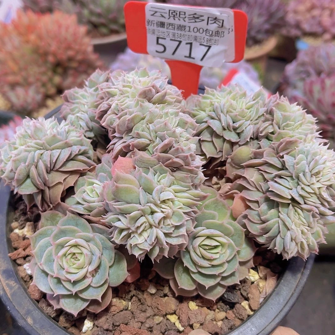 5717昂斯诺缀多肉植物