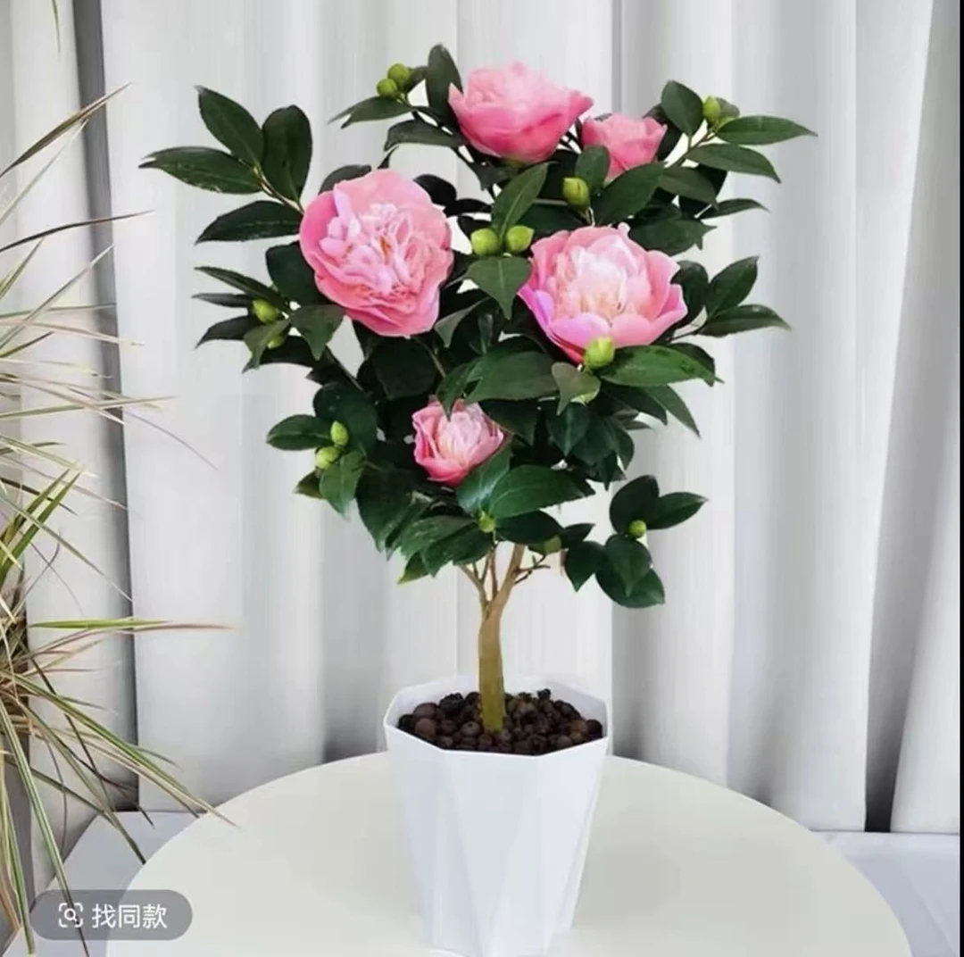 【30-40厘米】带花苞香妃浓香型山茶花盆栽室内外好养耐寒耐热四季