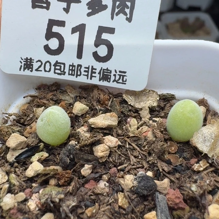 宝辉两颗带盆土。