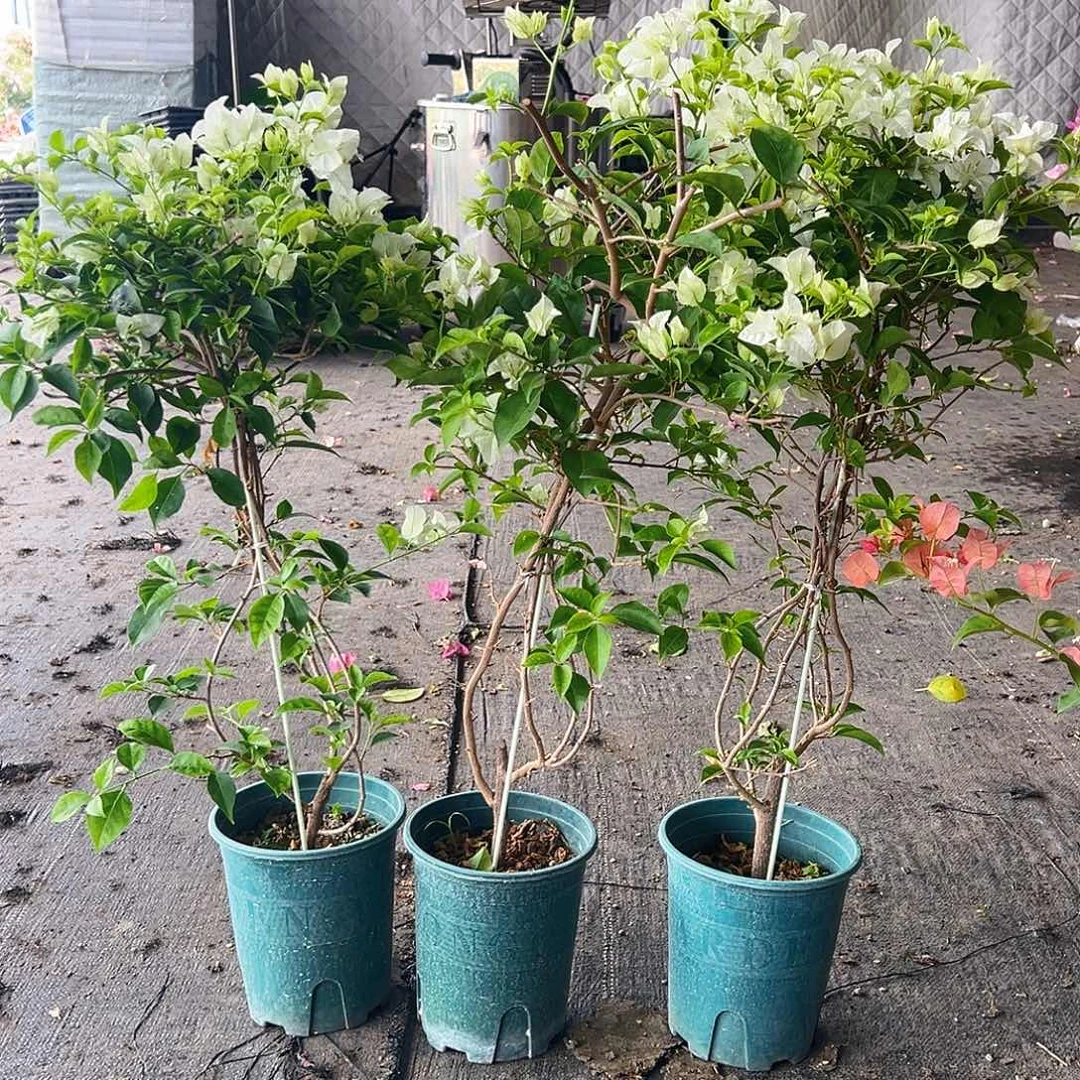 当前无花栽培后可以开花白雪公主带竹一颗