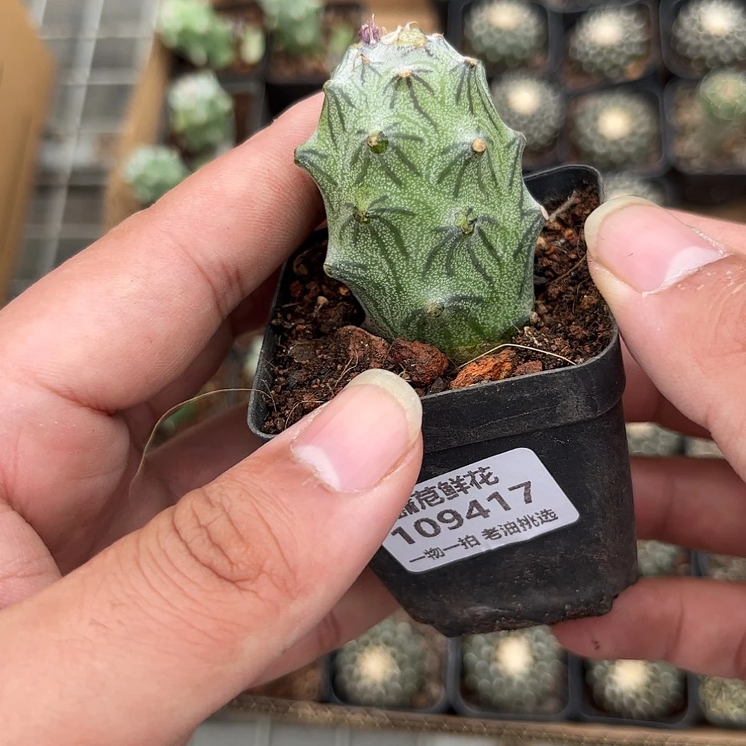 L***I109417一物一拍单头