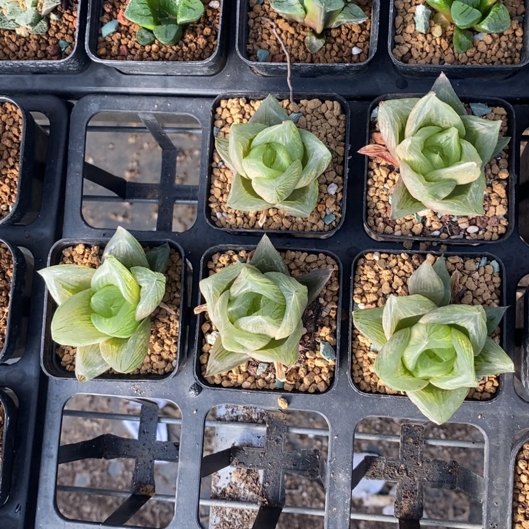 607 一颗水蜜桃 高货