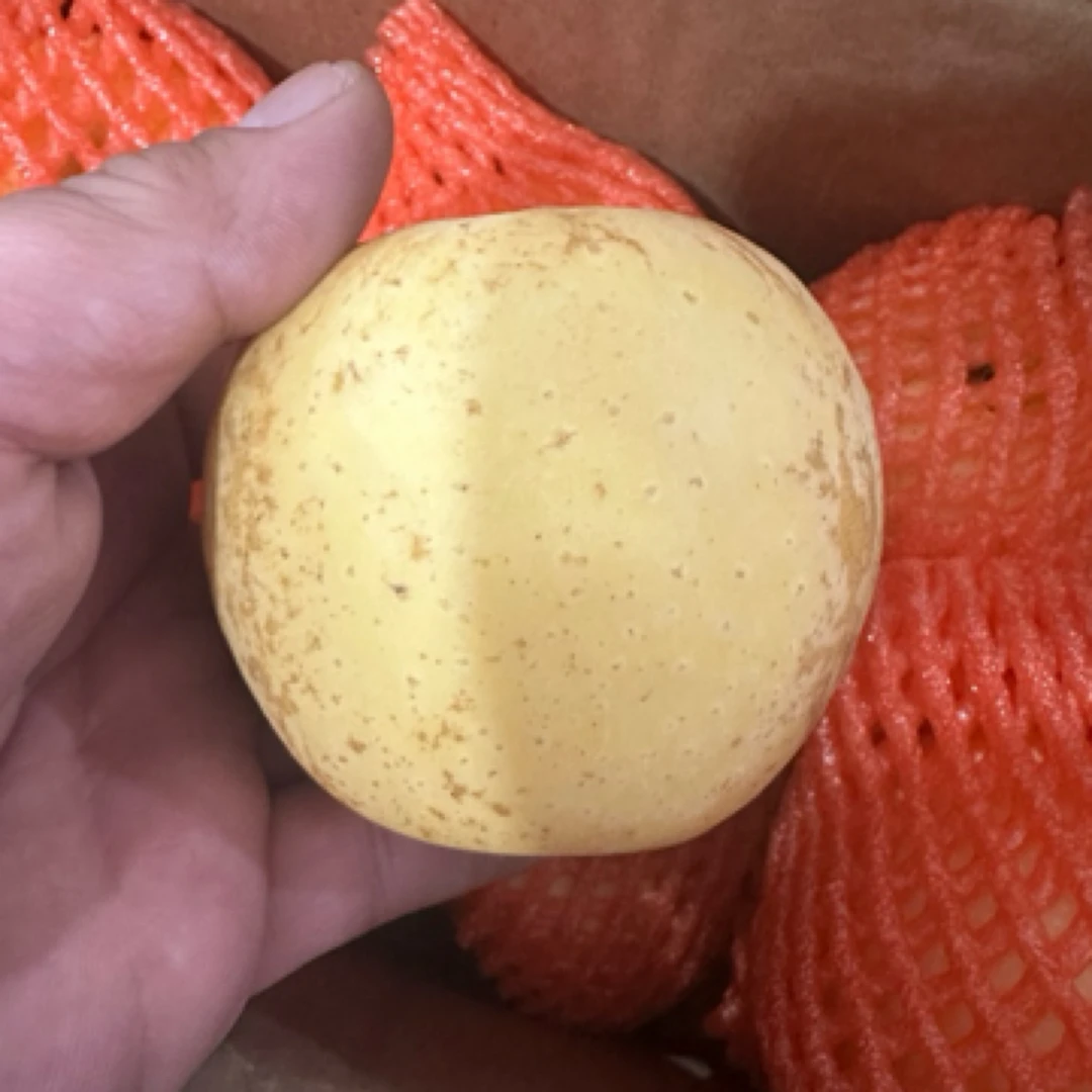 黄金维纳斯苹果，