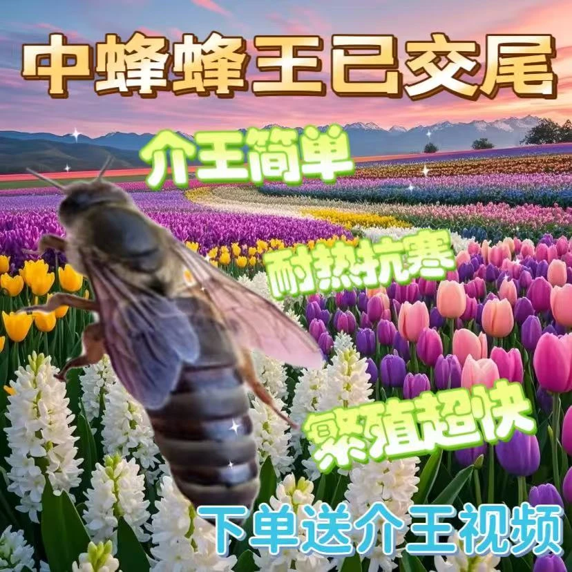 【已开产1年老王】中蜂开产新王中蜂产卵王交尾蜂王伏牛王强群王