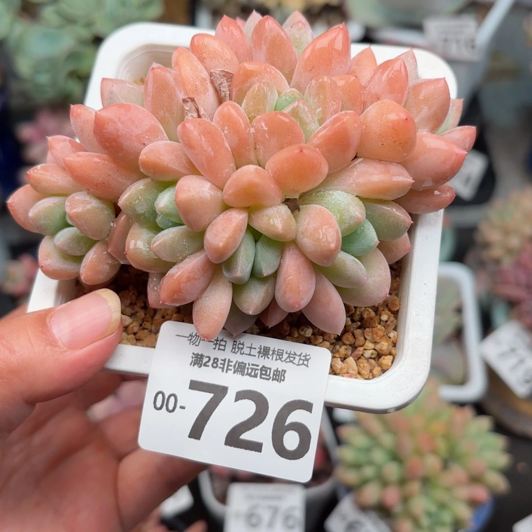 芙丽朵多肉多肉多