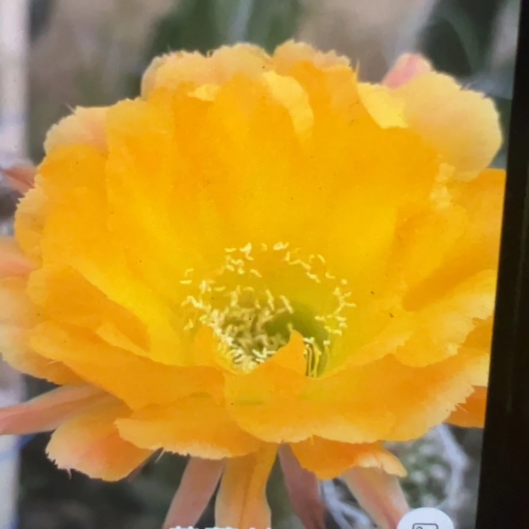 彩草 黄蕾丝 侧芽 满20包邮