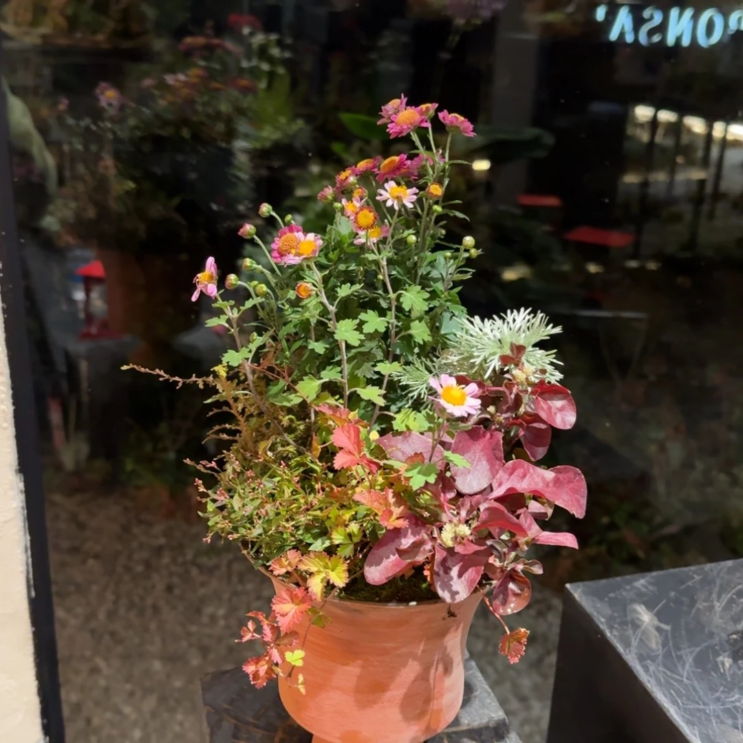 全部花朵山野草手作盆