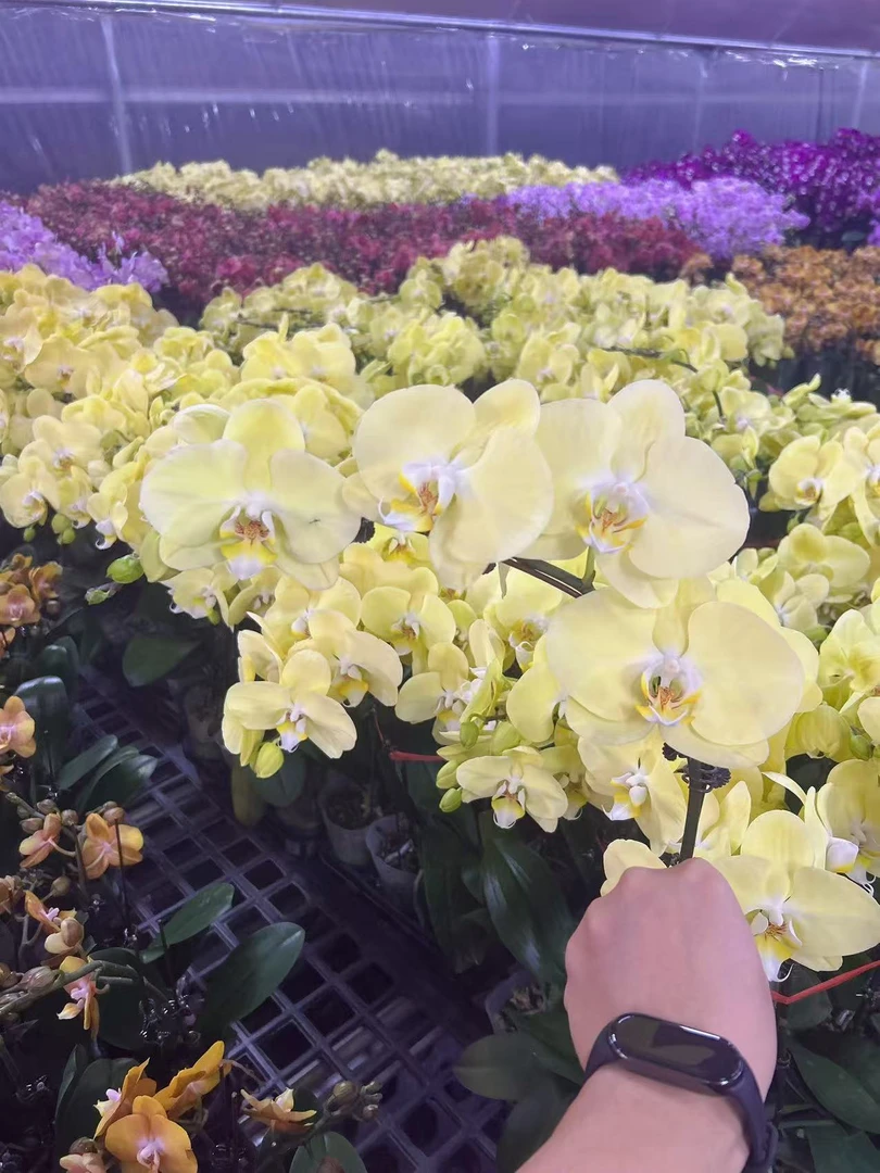 花悦里【芳美神话】绿色蝴蝶兰 室内花花 广州花卉源头基地