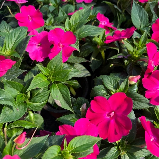 【中昌基地】【超级凤仙】120盆花卉