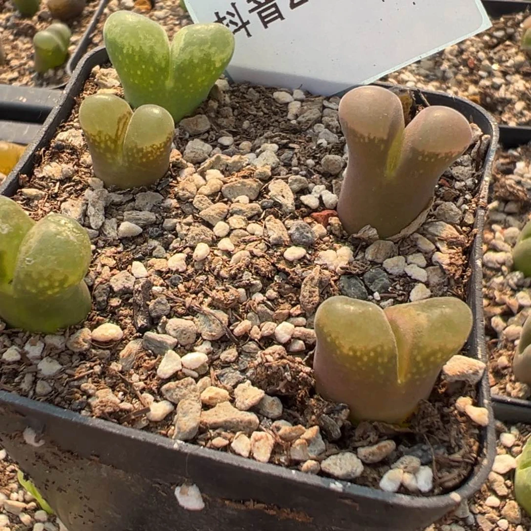 26-84肉锥多肉植物