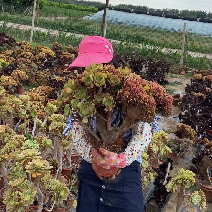 x***9333玫瑰缀化老桩老桩老桩