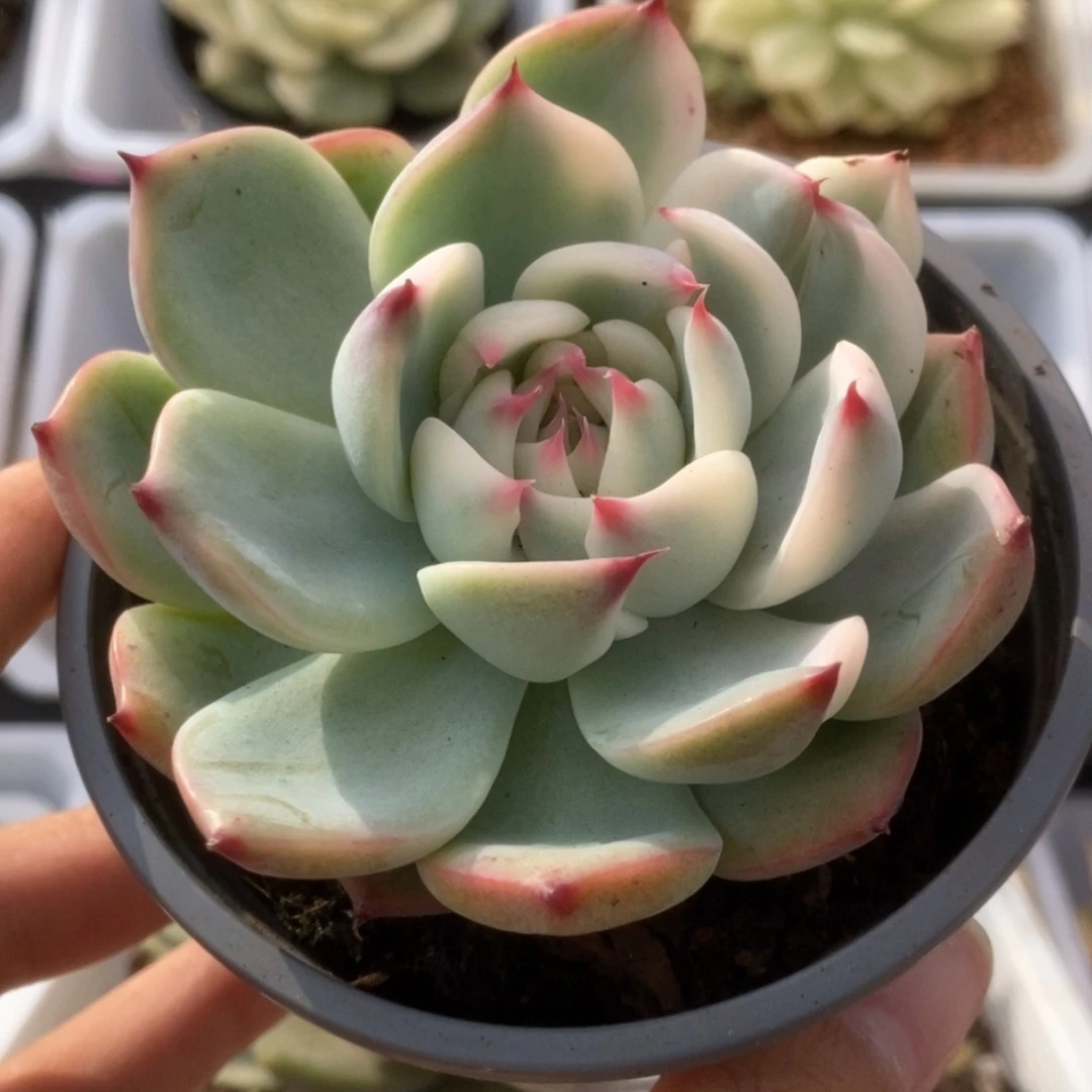 260锦锦锦锦锦锦锦锦锦
