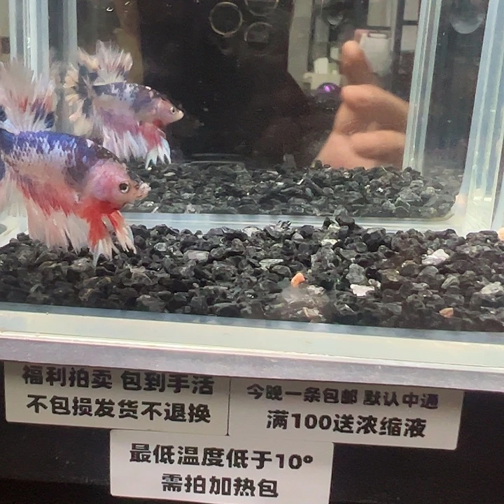 斗鱼竞拍跑单拉黑27日15