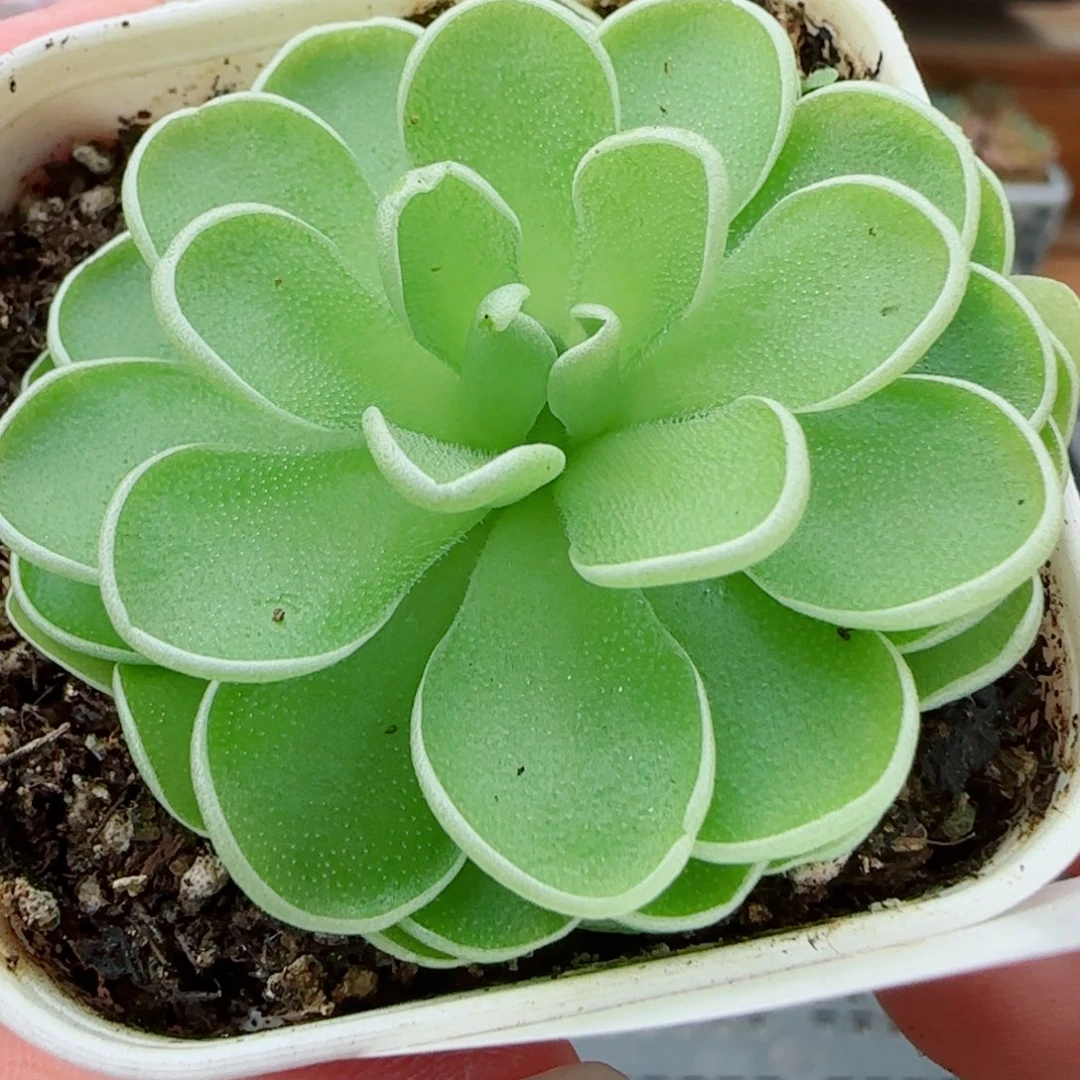 花语逸镜0922-283爱丽丝