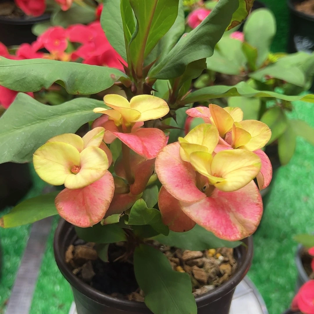 泰国虎刺梅一物一拍