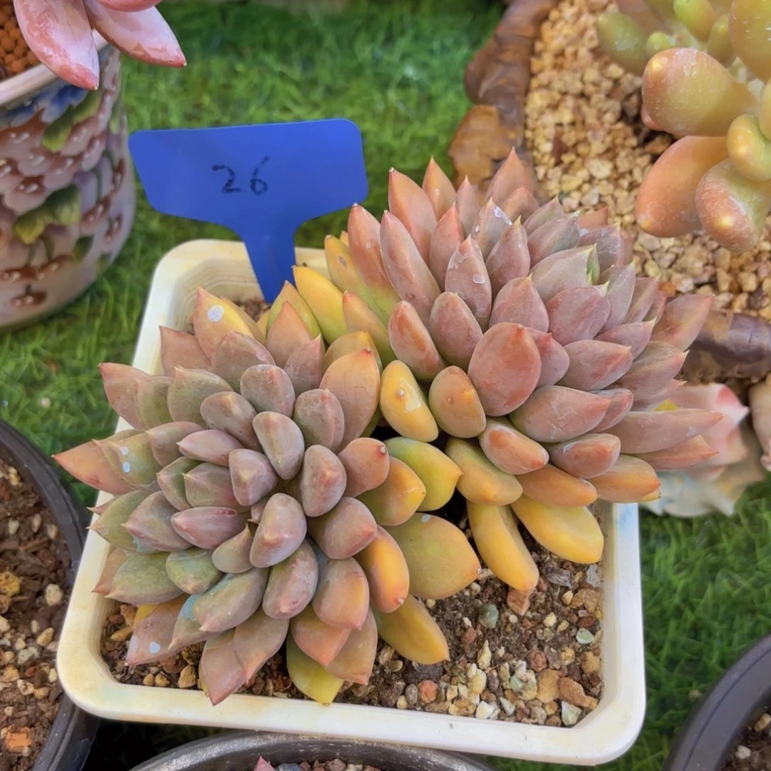 杨***！云南金金致家精品多肉