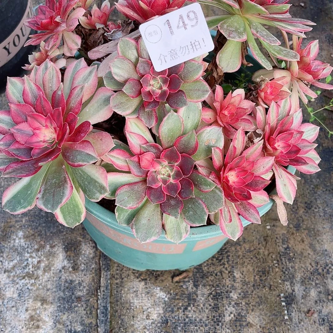 无花朵多肉植物149