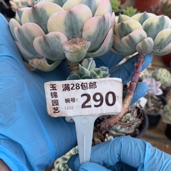 290一一一一一一一一一