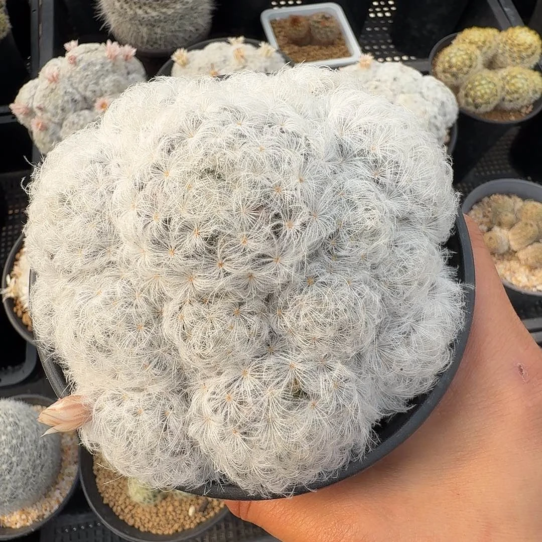 R***酱鹤丽羽白星带盆发货