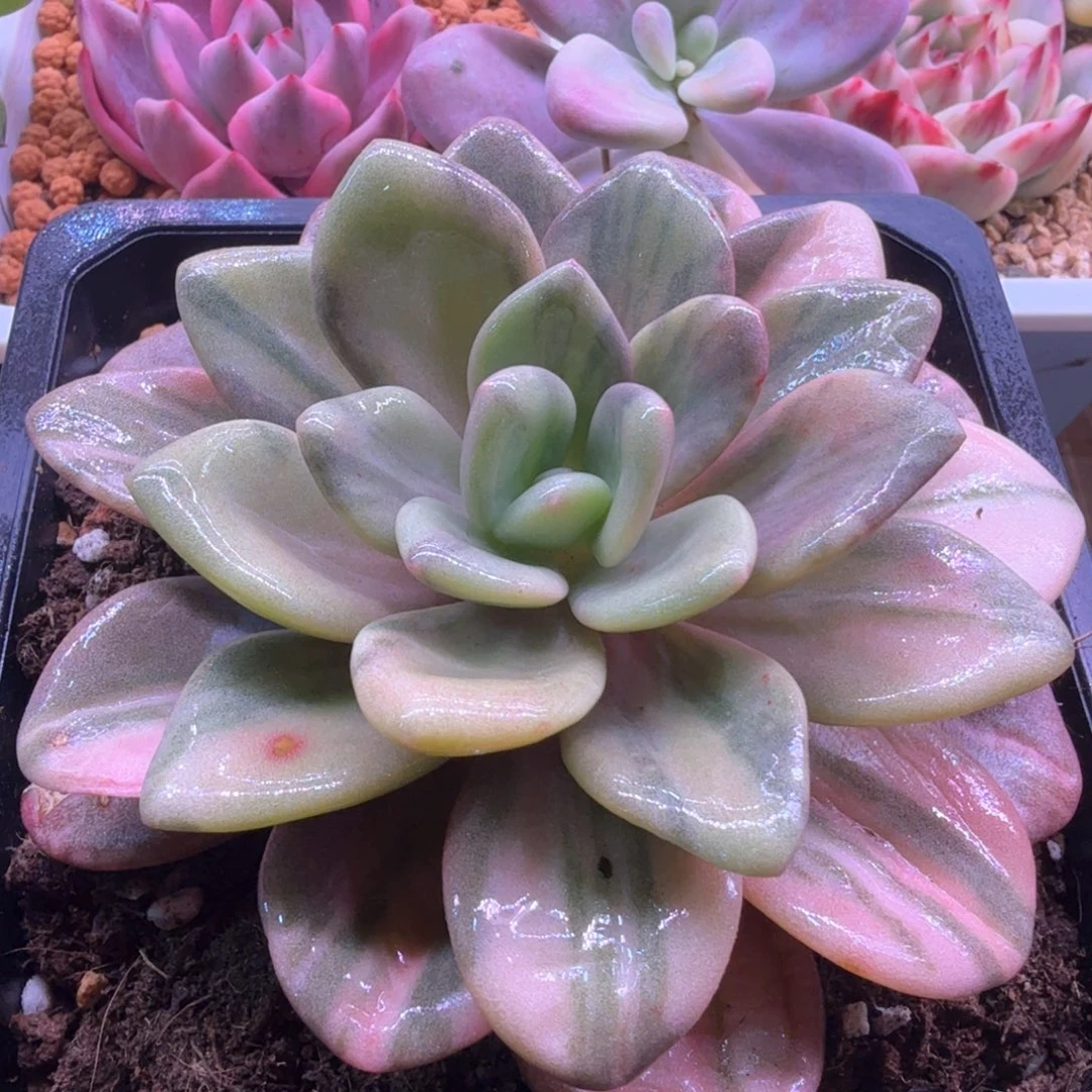 粉兔锦超级拉丝 多肉植物