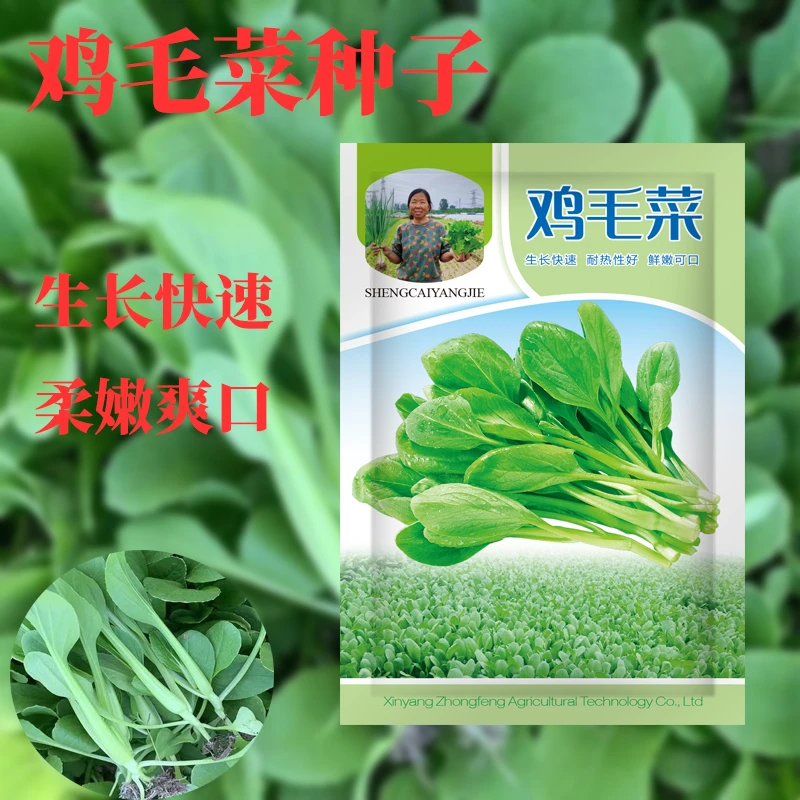 鸡毛菜种子抗热耐寒蔬菜种子小白菜籽有机小青菜籽