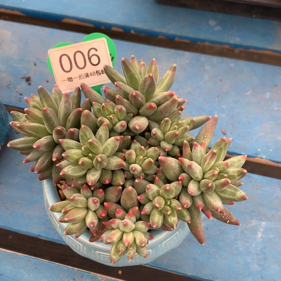 苏***苏伊卡鲁斯无砍平头006