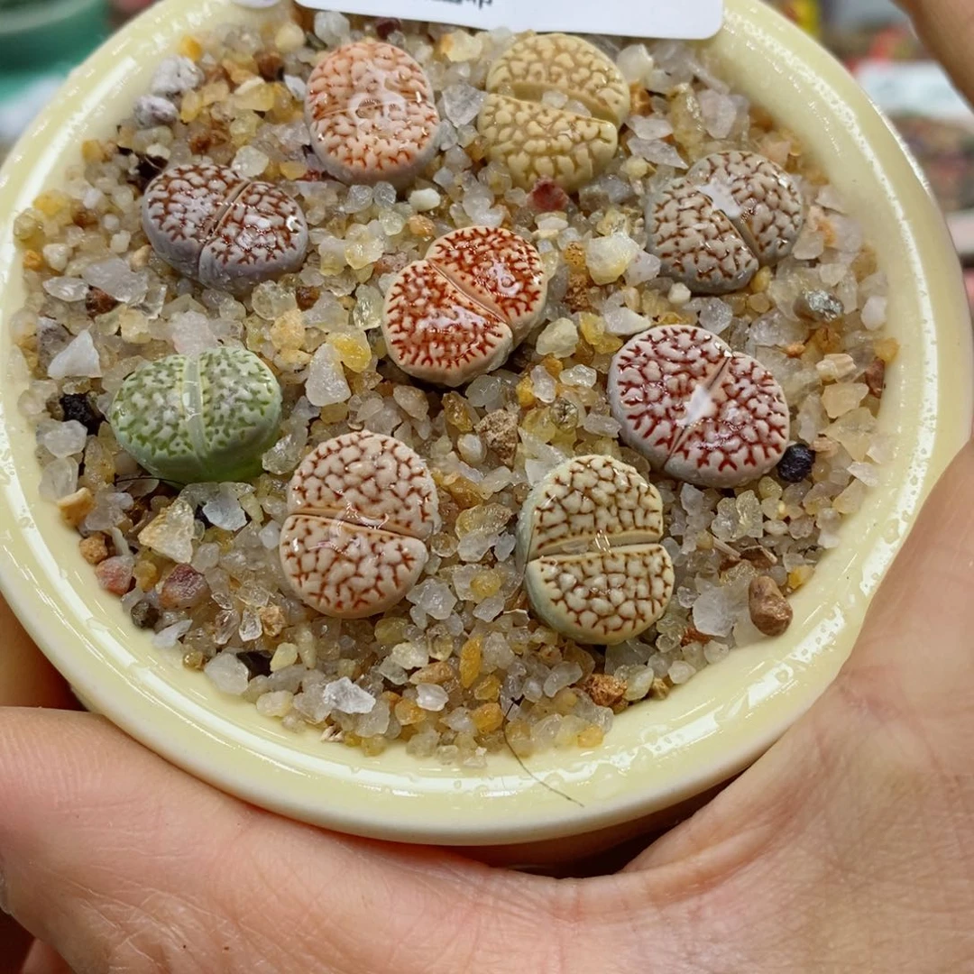 艳生石花花花花花花花花413