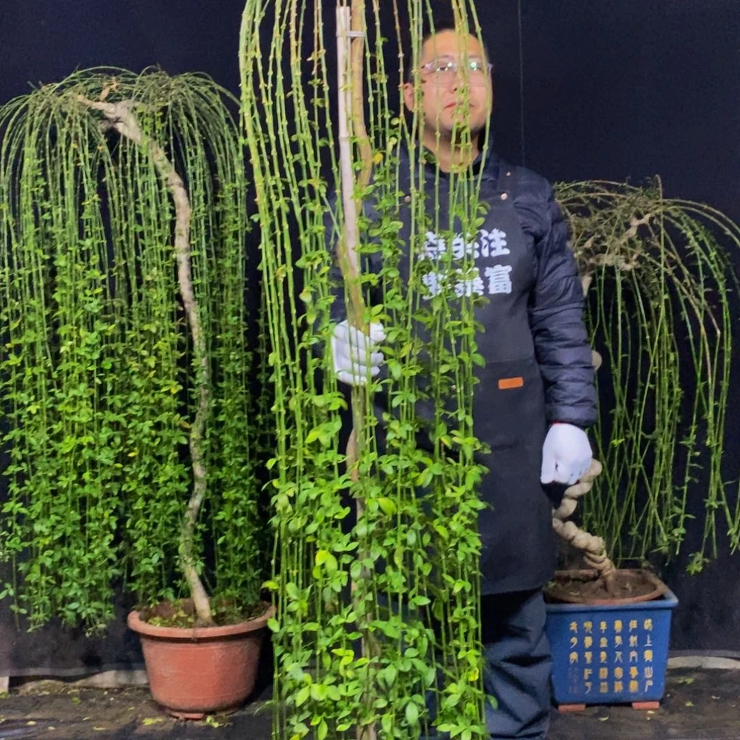 三台迎春，一物一拍，落叶