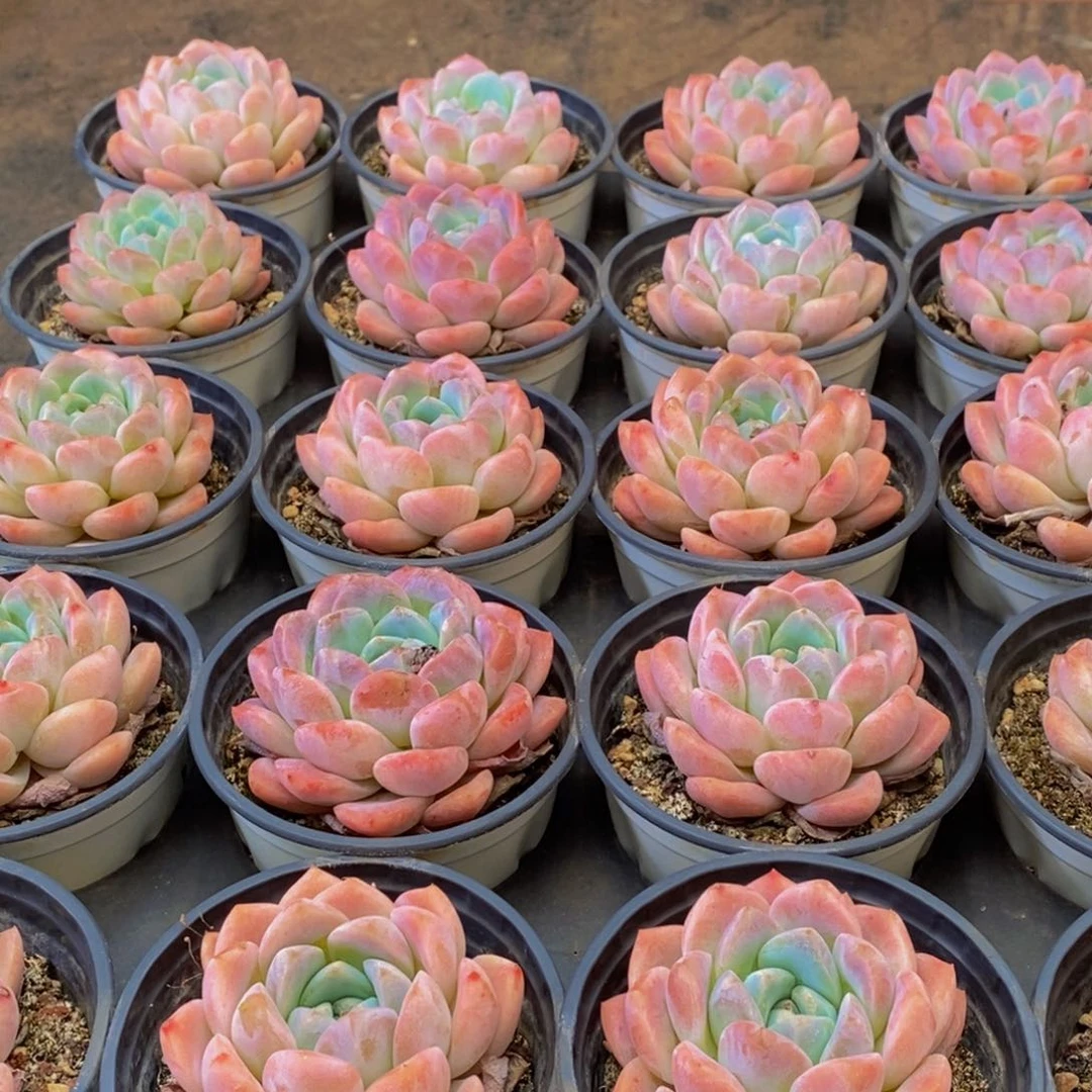 069多肉植物保护研究所所长助理