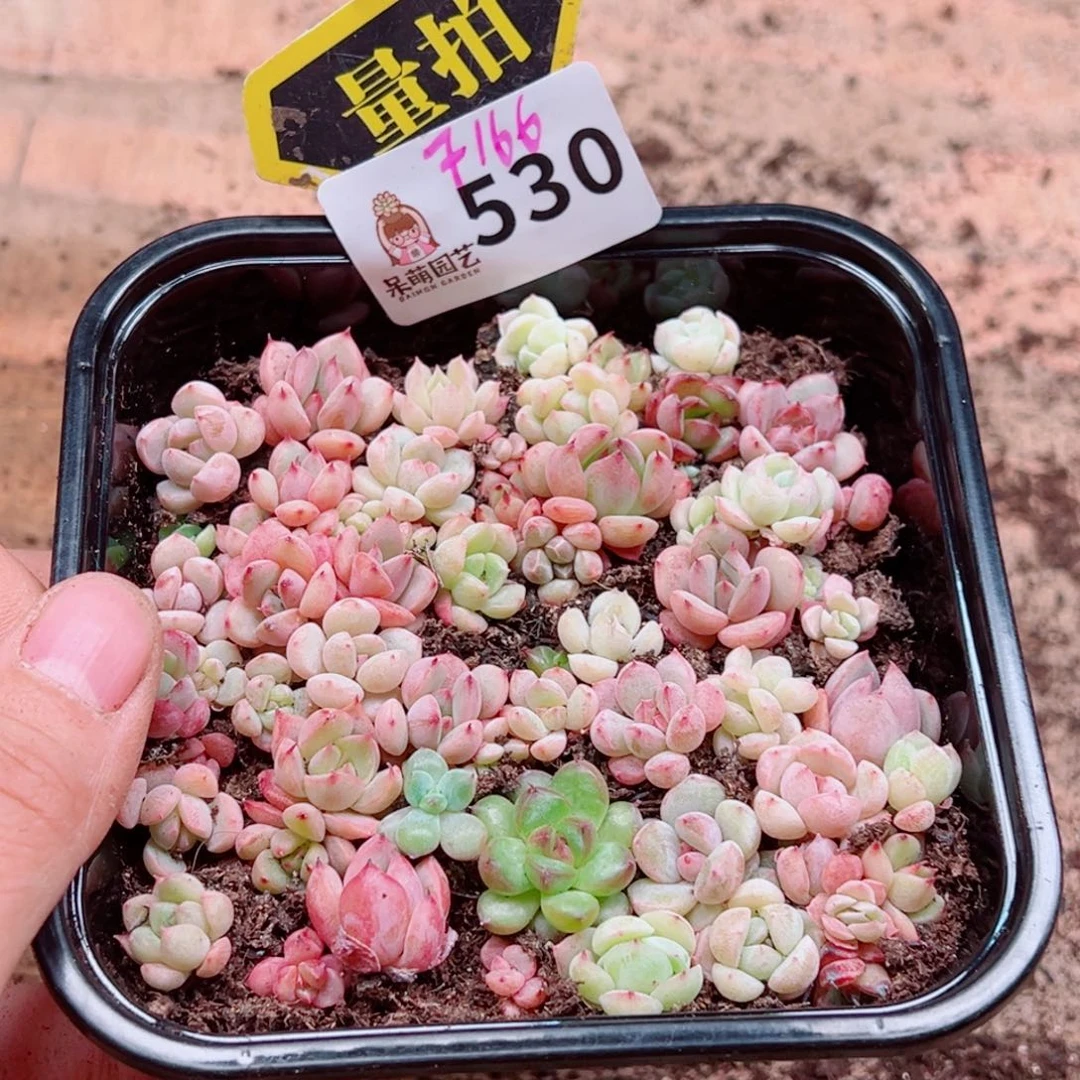 多肉植物多肉植物