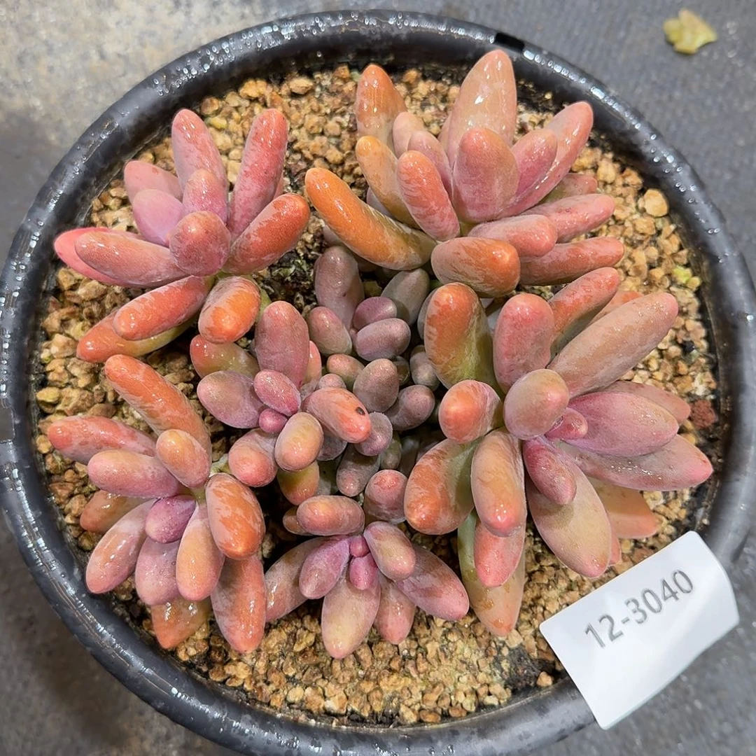 3040糖果美人多肉植物